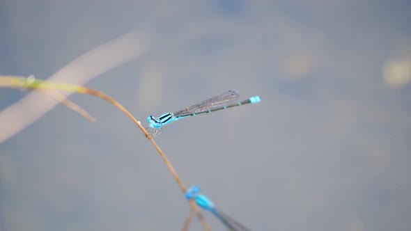 The blue riverdamsel adult male perching in the bark. 4K alt