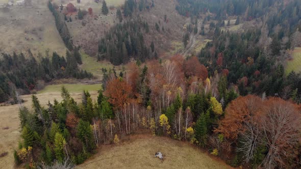 Aerial Drone Vertical Footage View: Flight over autumn colorful forest. 