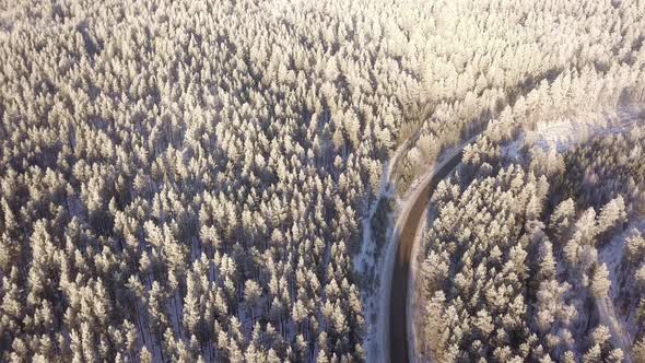 Winter Road In The Forest