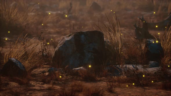 the Wild Dance of Fireflies alt