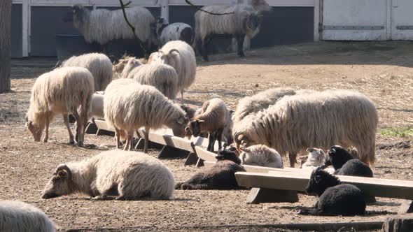 Sheep and Lambs in spring season, new life alt