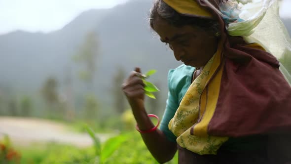 Slowmo Closeup Old Indian Senior Woman Bindi Forehead Harvesting Good Green Tea Leaves Standing Hill alt