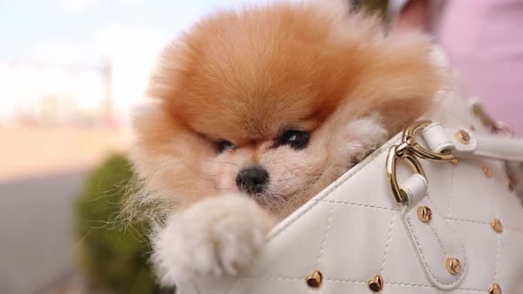 Funny Little Dog Sitting in a Lady's Purse