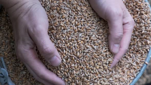 Whole grains of malt in hands of man. Close up