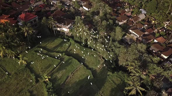 Flight of White Herons Over a Village in Indonesia on the Island Bali alt