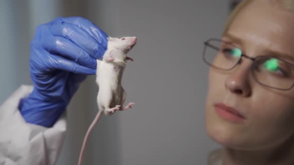 A Serious Female Laboratory Assistant in Blue Medical Gloves Holds a White Mouse By the Scruff of