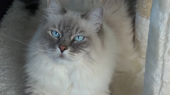 Closeup of a domestic cat with beautiful blue eyes.