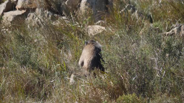 Chacma baboons looking for food in grassland 