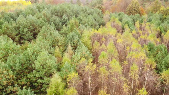 Flight Over Autumn Forest alt