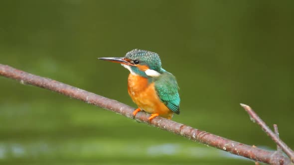 Hunting kingfisher (Alcedo atthis)