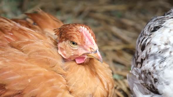 Red Young Chicken Sleeps in a Chicken Coop alt