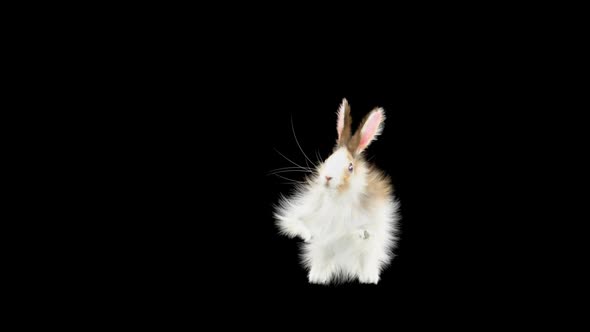 Rabbit Dancing HD alt