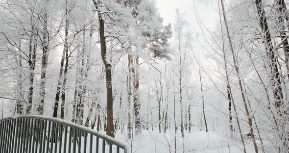 Snowy and Magical Forest in Winter. Frosty Morning.