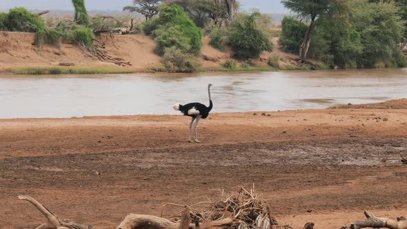 African Ostrich Stands On Bank Of River In Arid Savannah Of Samburu Reserve alt