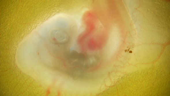 Heartbeat and Blood Flow Through the Vessels in a Chicken Embryo in an Egg alt
