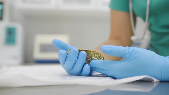 Veterinarian examines a gecko in a veterinary clinic