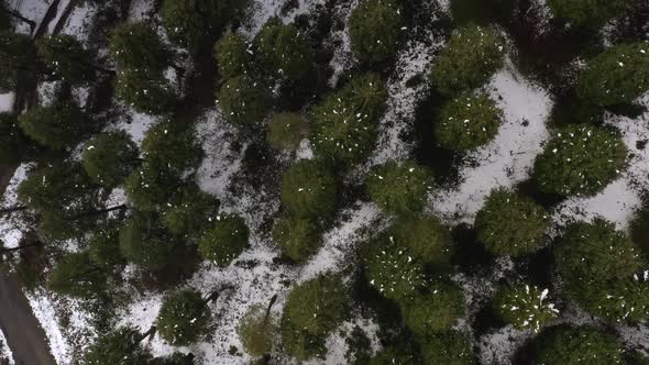 Topdown view Snowy woodland, rotating over Treetops on Snow ground, Kolitza Mount. Spain alt