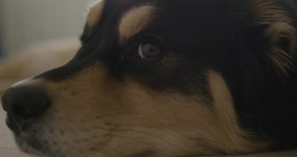 Close up of dog eye alt