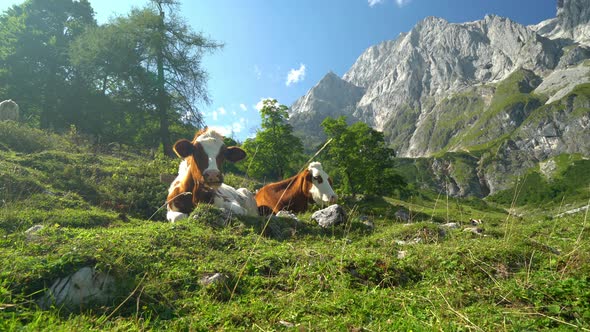 Animal Cinemagraphs, Cows Relaxing in Alpine Terrain