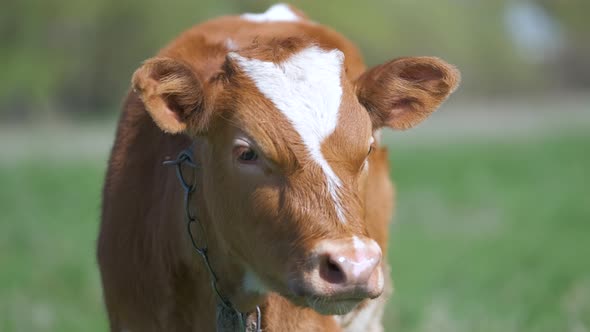 Head Portrait of Young Calf Grazing on Green Farm Pasture on Summer Day alt