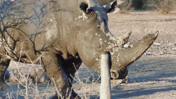 A White Rhinoceros Covered In Mud Scratching And Sharpening Its Horn On A Wood Stump In Khama Rhino alt