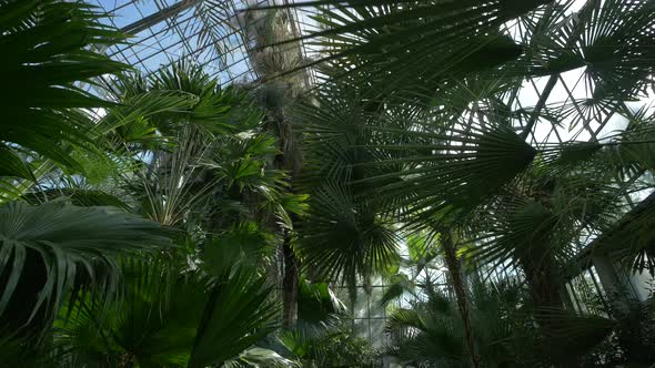 Palm trees in a greenhouse alt