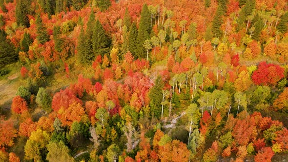 Flying over a forest with the trees turning their fall colors alt