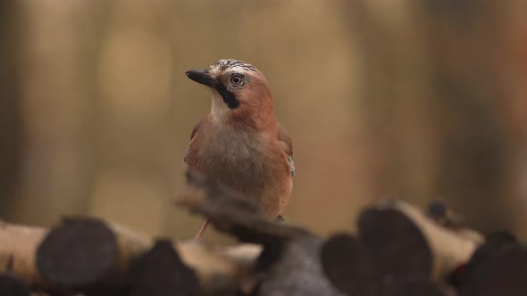 Frontal shot of Eurasian Jay sitting still on wood stack; shallow depth alt