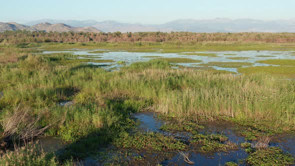 Marsh wetland and floodplain covered with low green vegetation, grass, rushes and reeds alt