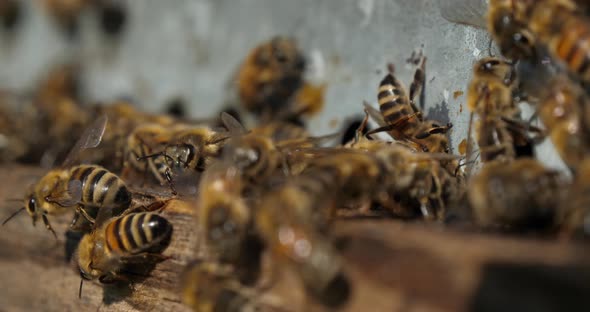 Bees flying around the hive alt