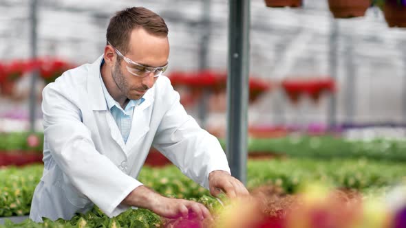 Male Agricultural Engineer Wet Plant Seedling Making Science Researching at Greenhouse Laboratory alt