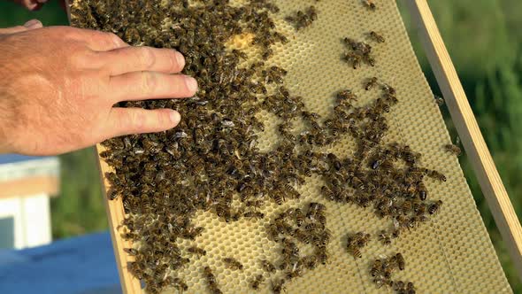Beekeeper checking honeycomb frame with bees in his apiary. Working bees in a hive. Beekeeping. alt