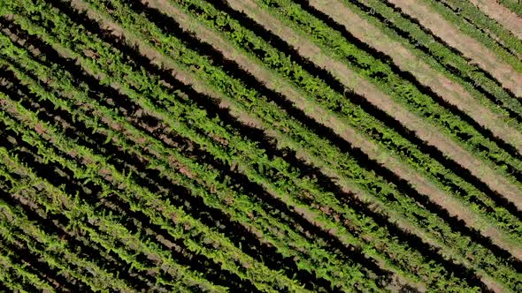 Aerial view of vineyard in Georgia. showing beautiful rows and landscape. alt