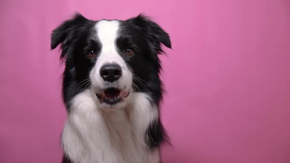 Funny Portrait of Cute Puppy Dog Border Collie Barking Isolated on Pink Colorful Background alt