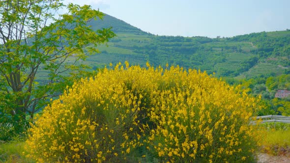 Yellow Rapeseed Grow Among the Green Hills alt