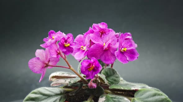 Violet Flowers - 4K alt