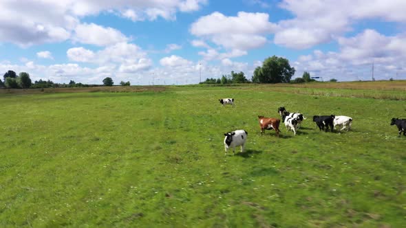 Cows and Calves Run on Wide Green Meadow Frightened By Drone
