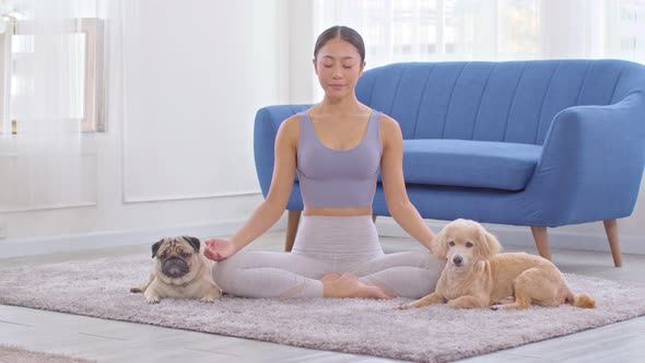 Beautiful Asian woman practice yoga lotus pose with dog pug breed and poodle relax with yoga alt