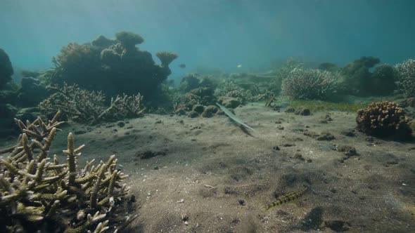 Underwater Scene Diving Near the Seabed with Fishes Seaweeds and Coral Reef alt
