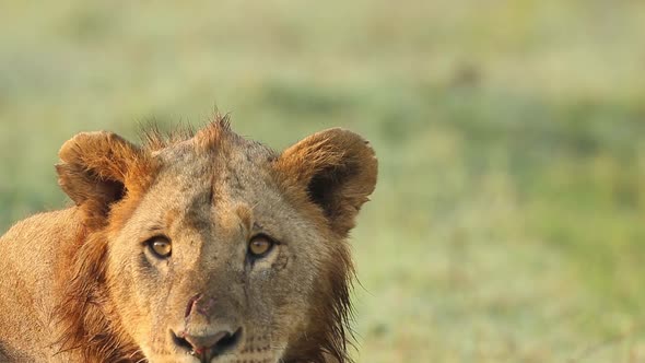 Young Male Lion Looking Around