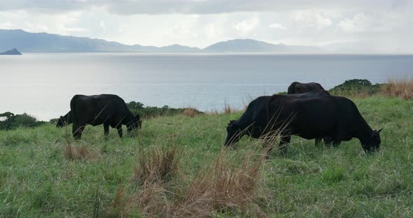 Cow pasture in ishigaki island alt