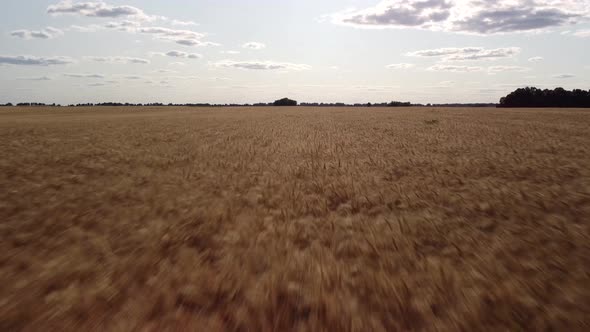 Flying over field of ripe wheat ready for harvest