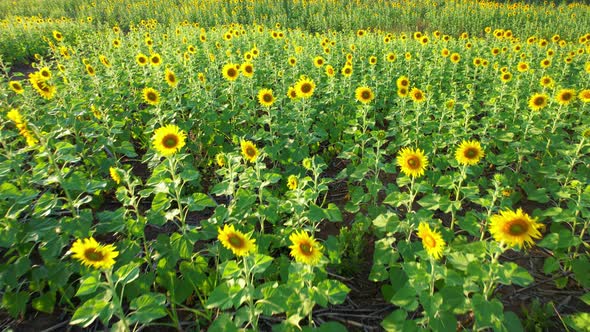 4K Beautiful aerial view of sunflowers, sunflowers blooming in the wind alt