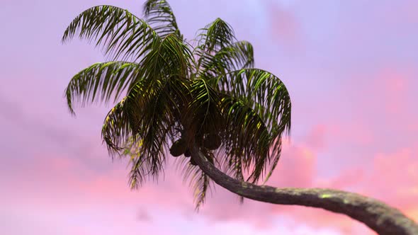 Sunset Coconut Palm