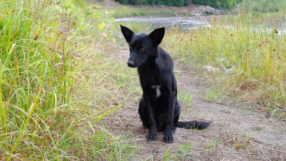 A stray black dog among the green grass