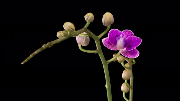 Blooming Purple Orchid Phalaenopsis Flower alt
