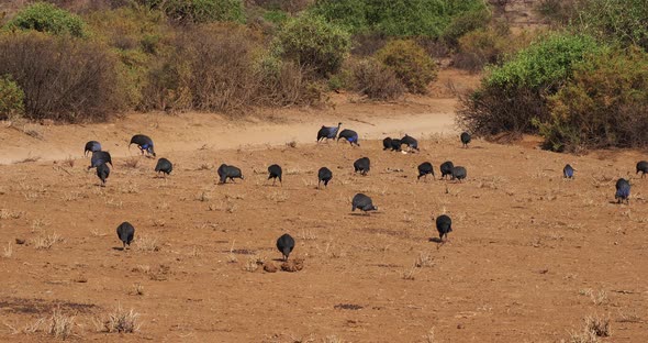 Vulturine Guineafowl, acryllium vulturinum, Group at Samburu Park, Kenya, Real Time 4K alt