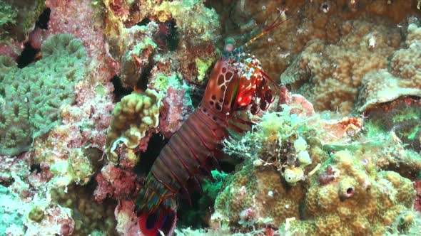 Smashing Mantis Shrimp (Odontodactylus scyllarus) standing on coral reef pan shot around animal alt