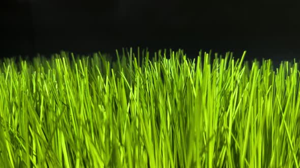 Green Grass On A Black Background In The Store
