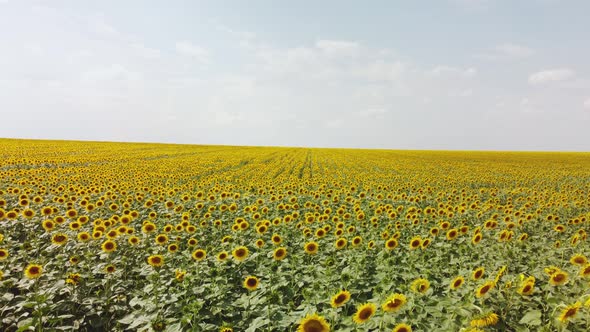 Top View of a Field with a Sunflower